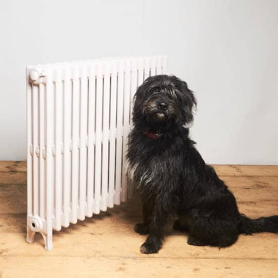 Alert looking dog next to a restored traditional cast iron radiator